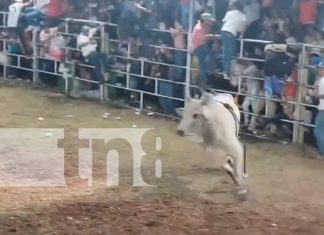 Foto: Rivas de luto: Toro enfurecido acaba con la vida de un hombre /TN8