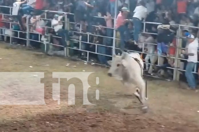 Foto: Rivas de luto: Toro enfurecido acaba con la vida de un hombre /TN8