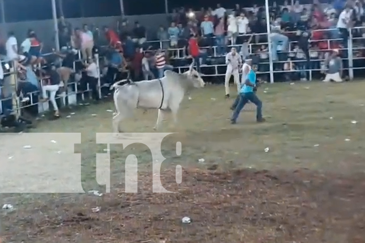 Foto: Rivas de luto: Toro enfurecido acaba con la vida de un hombre /TN8