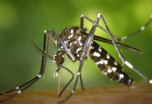 Foto: Casos de dengue disminuyen un 18% en Nicaragua