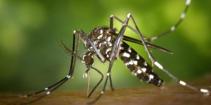 Foto: Casos de dengue disminuyen un 18% en Nicaragua