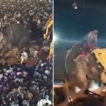 Foto: Elefante embiste a una multitud durante una festividad en la India /Cortesía