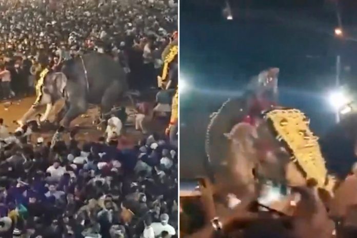 Foto: Elefante embiste a una multitud durante una festividad en la India /Cortesía