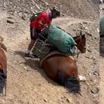 Foto: Ciclistas salvan a un caballo /cortesía