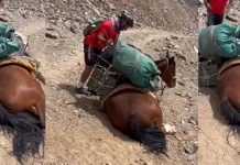 Foto: Ciclistas salvan a un caballo /cortesía