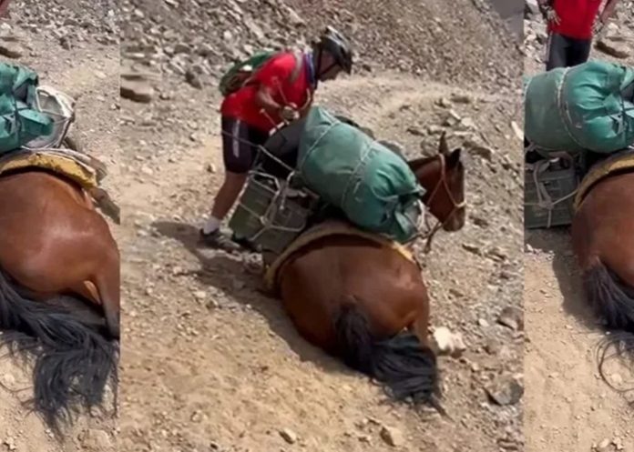 Foto: Ciclistas salvan a un caballo /cortesía