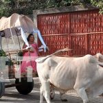 Foto: Ciudad Darío se viste de gala en honor al Príncipe de las Letras Castellanas/TN8