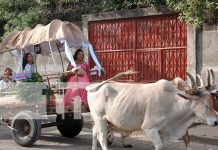 Foto: Ciudad Darío se viste de gala en honor al Príncipe de las Letras Castellanas/TN8