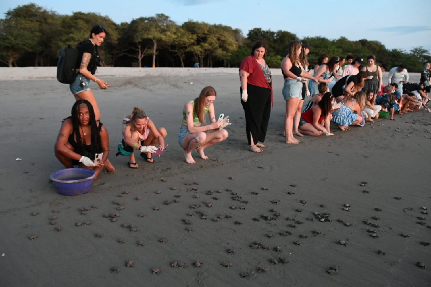 Foto: MARENA anunció la liberación de 176,980 tortuguillos/Cortesía