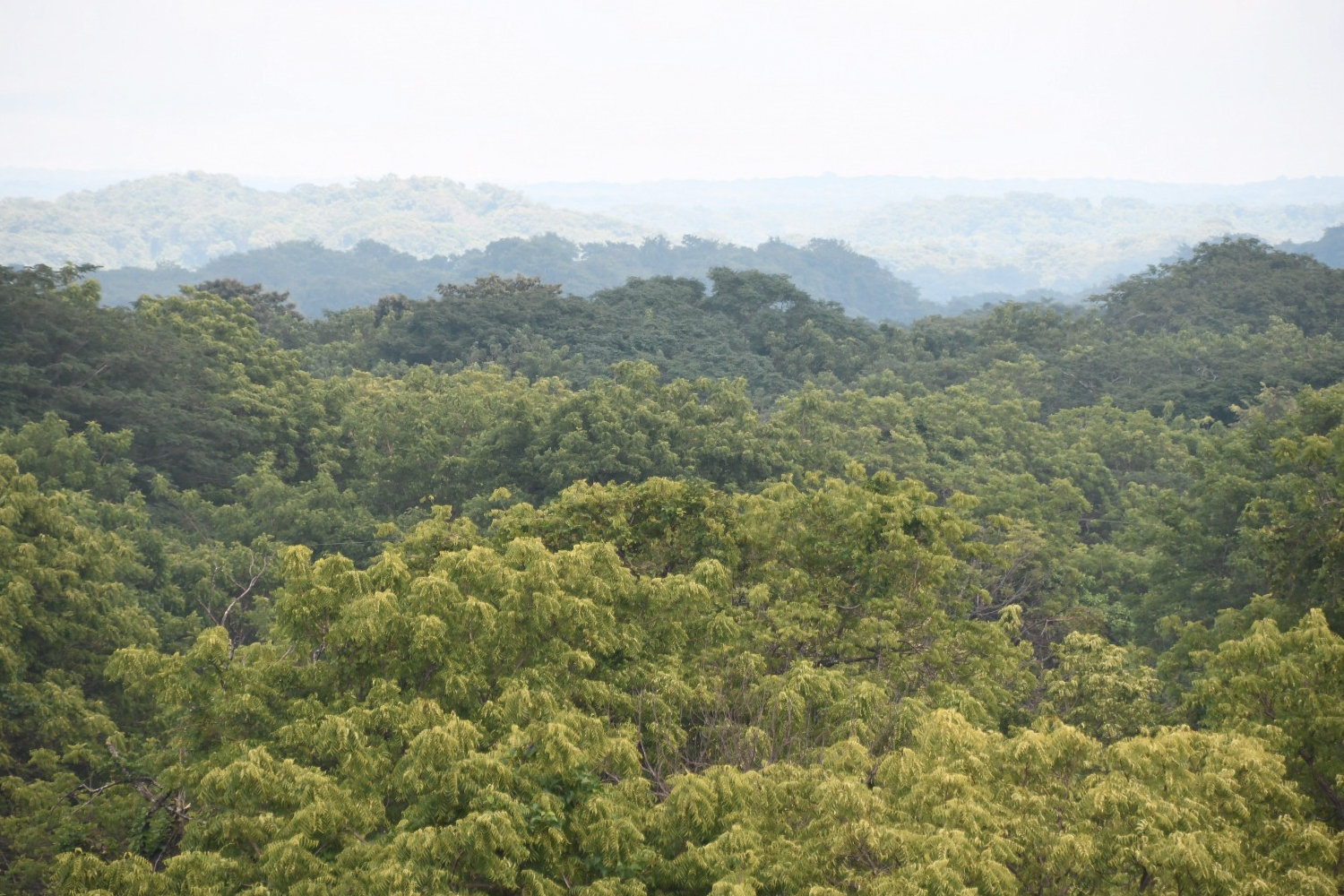 Foto: MARENA impulsa la sostenibilidad en reserva ecológica de Diriamba, Carazo/Cortesía