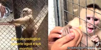 Foto: El mono más tierno del zoológico  /cortesía