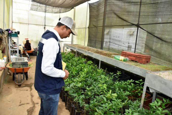 Foto: Nicaragua refuerza vigilancia fitosanitaria en producción citrícola