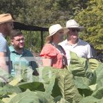 Foto: Extranjeros exploran el proceso de cultivo del tabaco en Estelí / TN8