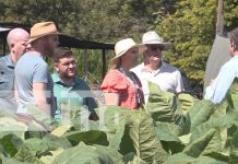 Foto: Extranjeros exploran el proceso de cultivo del tabaco en Estelí / TN8