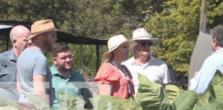 Foto: Extranjeros exploran el proceso de cultivo del tabaco en Estelí / TN8