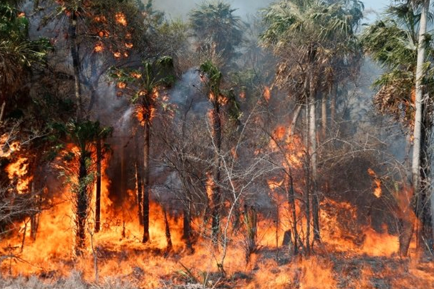 Foto: Paraguay enfrenta una grave crisis ambiental/Cortesía