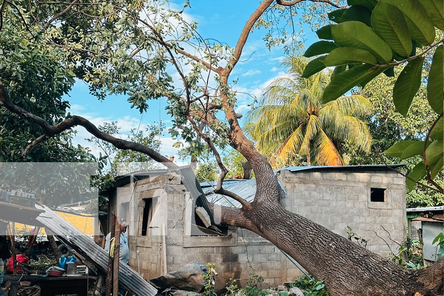 Foto: Vientos huracanados derriban árbol sobre vivienda en Potosí/TN8