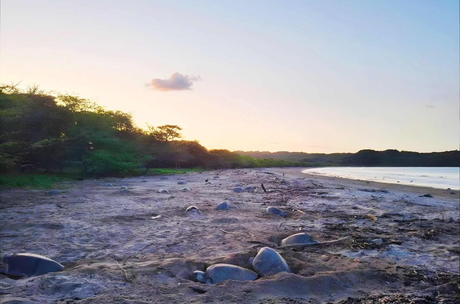 Foto: MARENA reporta más de 3,000 tortugas protegidas en el refugio La Flor