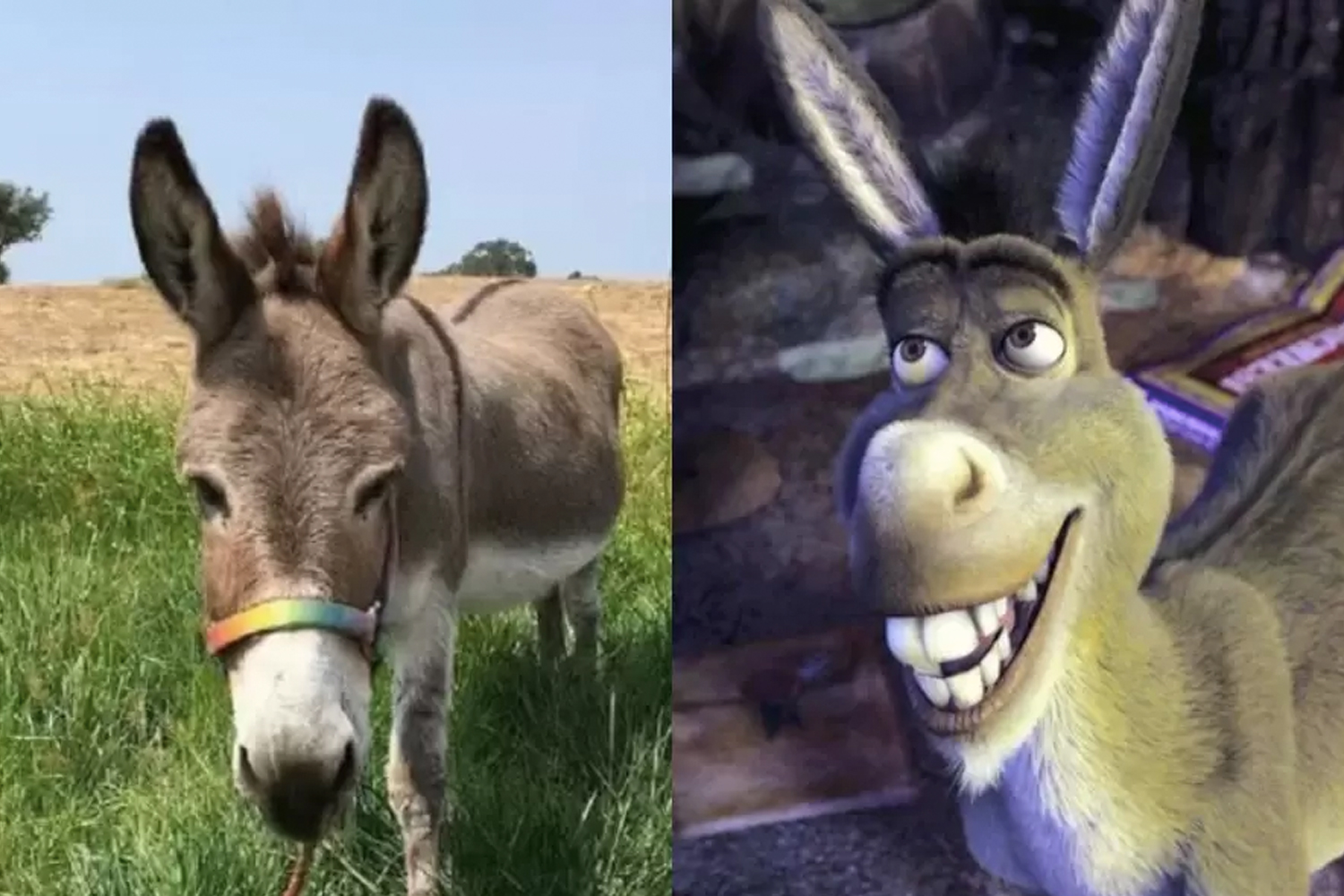 Foto: Muere "Perry", el burro que inspiró a personaje de Shrek /Cortesía