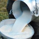 Foto: La producción de leche continúa posicionándose/Cortesía