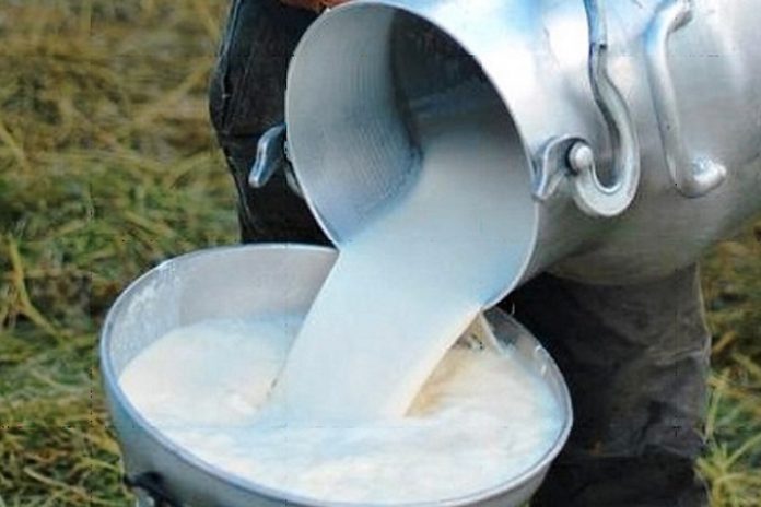 Foto: La producción de leche continúa posicionándose/Cortesía