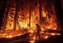 Foto: Incendios en Los Ángeles dejan 24 muertos y 16 desaparecidos