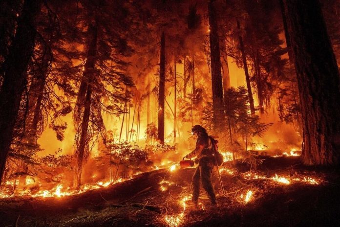 Foto: Incendios en Los Ángeles dejan 24 muertos y 16 desaparecidos