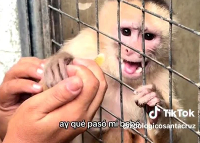 Foto: El mono más tierno del zoológico  /cortesía 