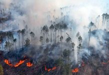 Foto: Paraguay enfrenta una grave crisis ambiental/Cortesía