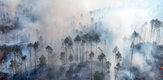 Foto: Paraguay enfrenta una grave crisis ambiental/Cortesía