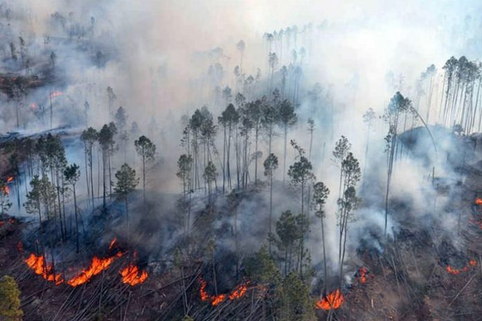 Foto: Paraguay enfrenta una grave crisis ambiental/Cortesía