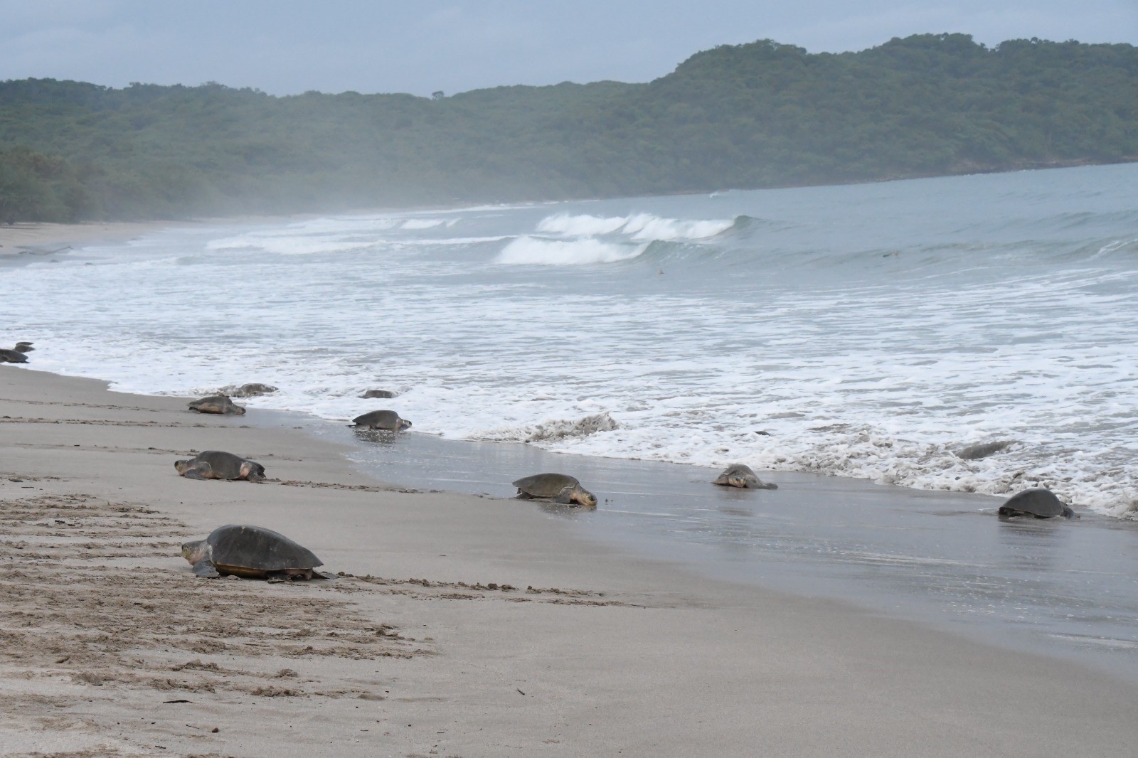 Foto: MARENA reporta más de 3,000 tortugas protegidas en el refugio La Flor