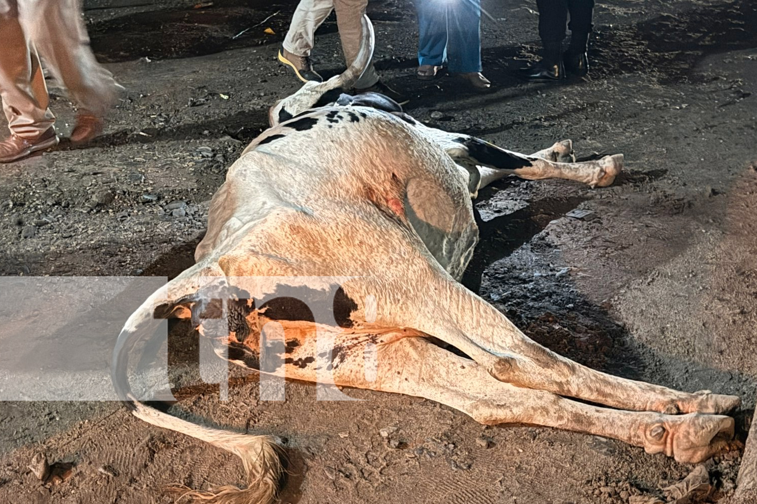 Foto: Semoviente en carretera provoca accidente en Jalapa. Motociclista de 16 años resultó con lesiones tras impactar contra una vaca./TN8