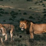 Foto: Niño sobrevive entre leones en un parque de Zimbabue /Cortesía