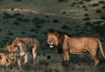 Foto: Niño sobrevive entre leones en un parque de Zimbabue /Cortesía