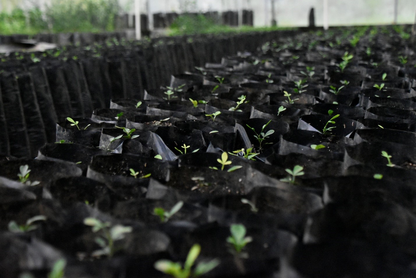 Foto: Nicaragua refuerza vigilancia fitosanitaria en producción citrícola