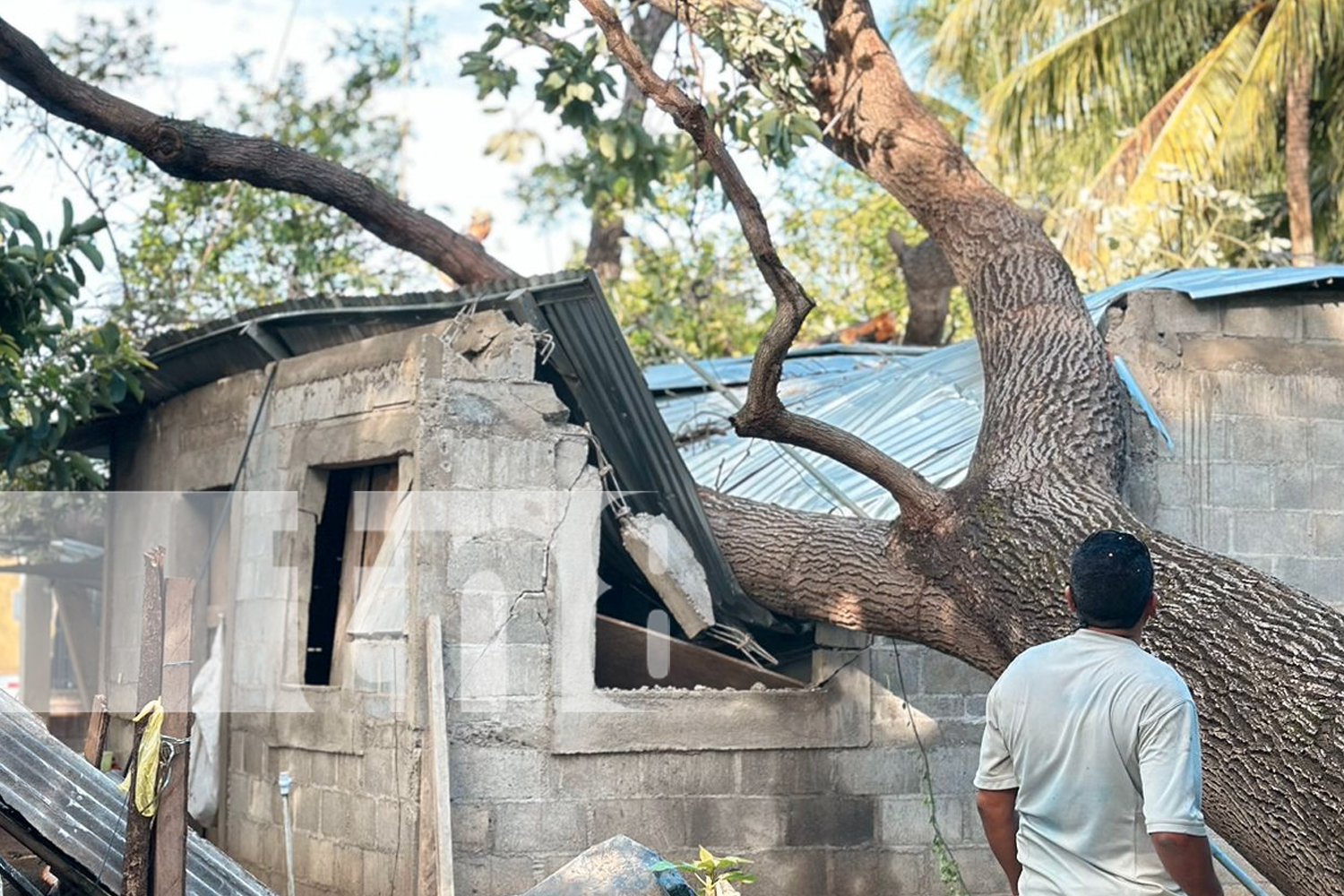 Foto: Vientos huracanados derriban árbol sobre vivienda en Potosí/TN8