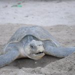 Foto: MARENA reporta más de 3,000 tortugas protegidas en el refugio La Flor