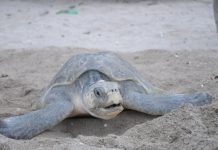 Foto: MARENA reporta más de 3,000 tortugas protegidas en el refugio La Flor