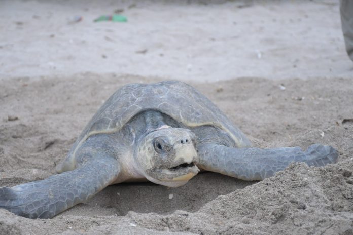 Foto: MARENA reporta más de 3,000 tortugas protegidas en el refugio La Flor