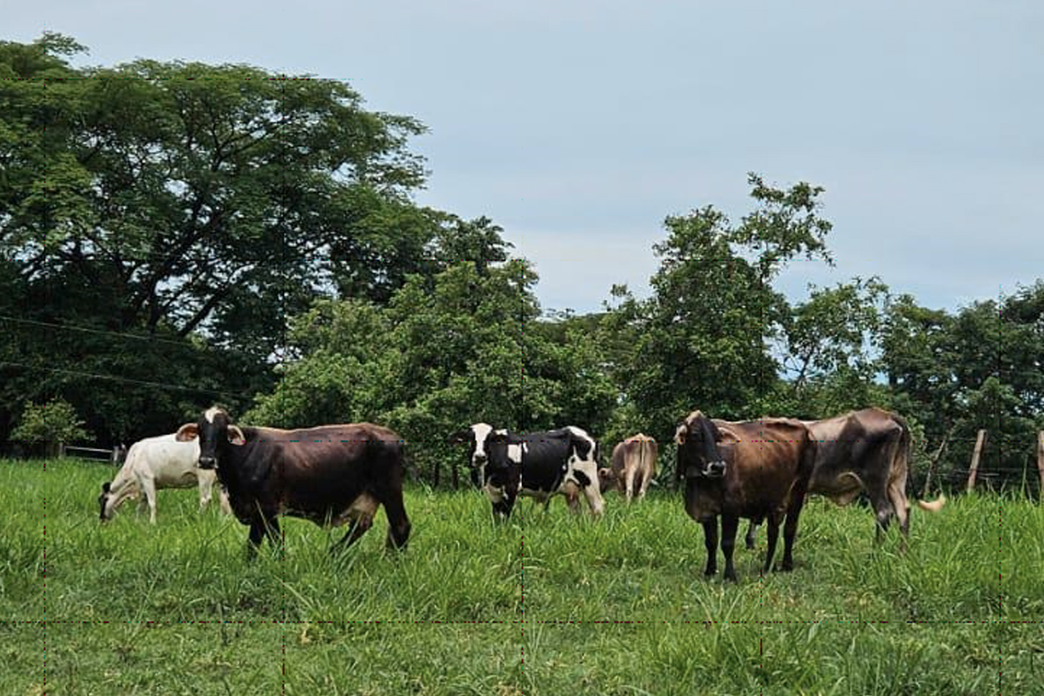 Foto: La producción de leche continúa posicionándose/Cortesía