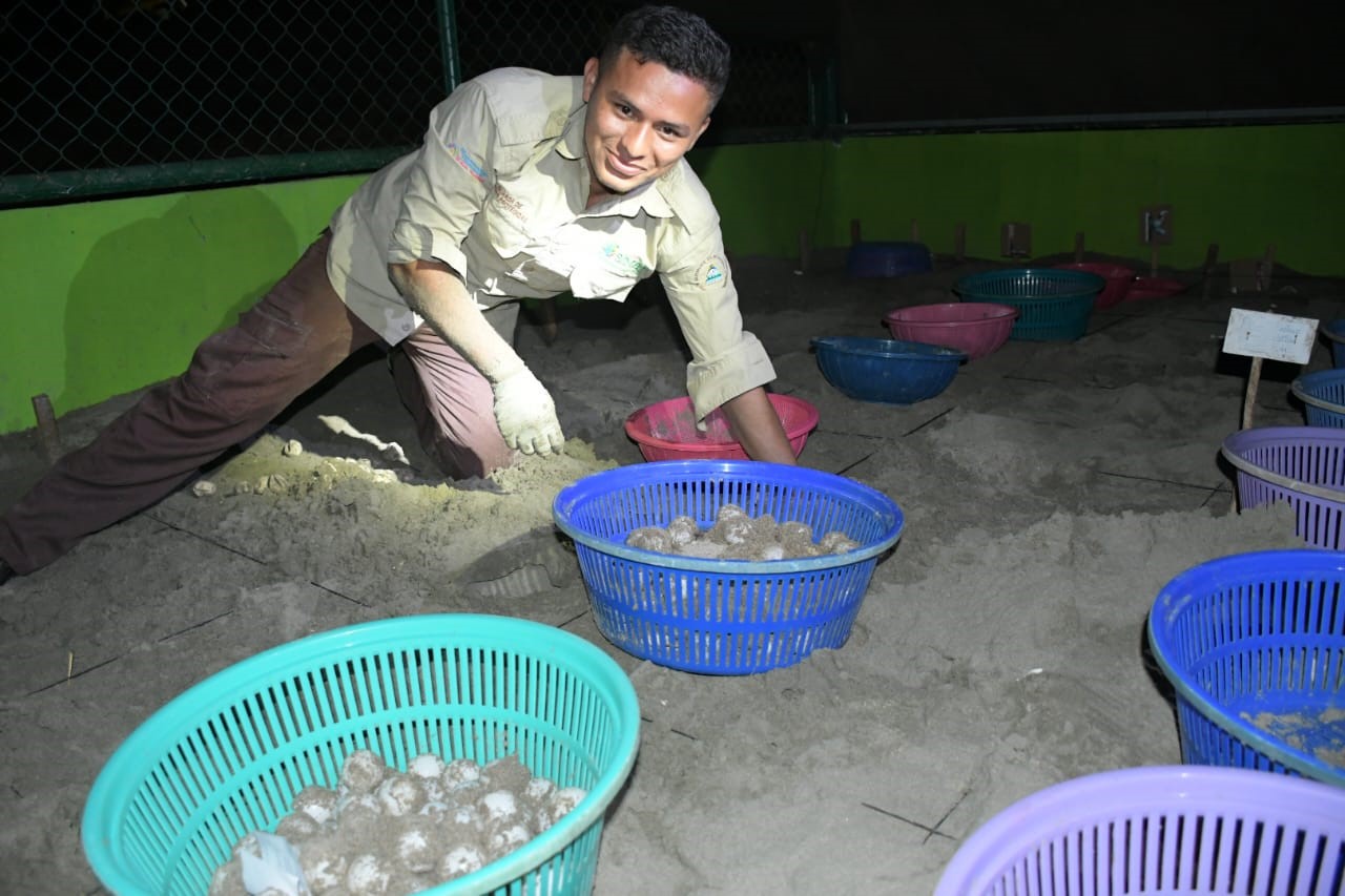 Foto: MARENA reporta más de 3,000 tortugas protegidas en el refugio La Flor