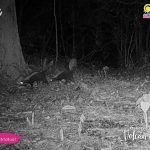 Foto: Zorrillo espalda blanca en al Reserva Volcán Cosigüina, Chinandega