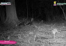 Foto: Zorrillo espalda blanca en al Reserva Volcán Cosigüina, Chinandega