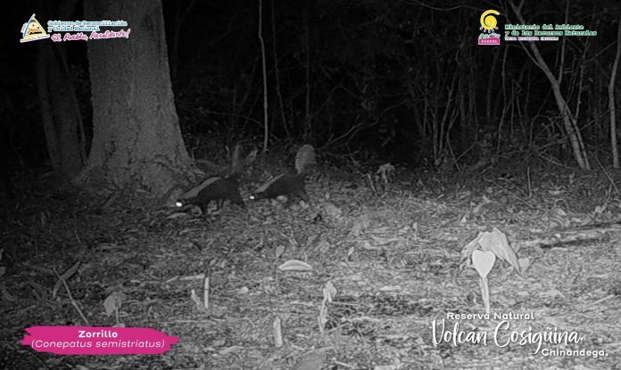 Foto: Zorrillo espalda blanca en al Reserva Volcán Cosigüina, Chinandega