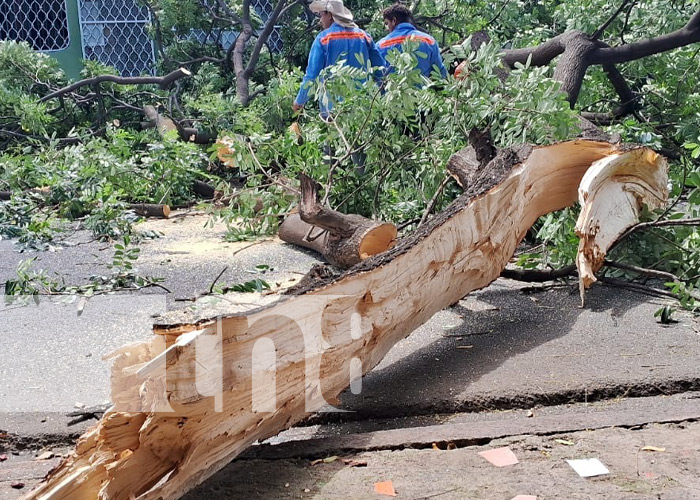 Foto: Caída de gran árbol en la Colonia 10 de Junio, Managua / TN8