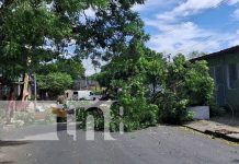 Foto: Caída de gran árbol en la Colonia 10 de Junio, Managua / TN8