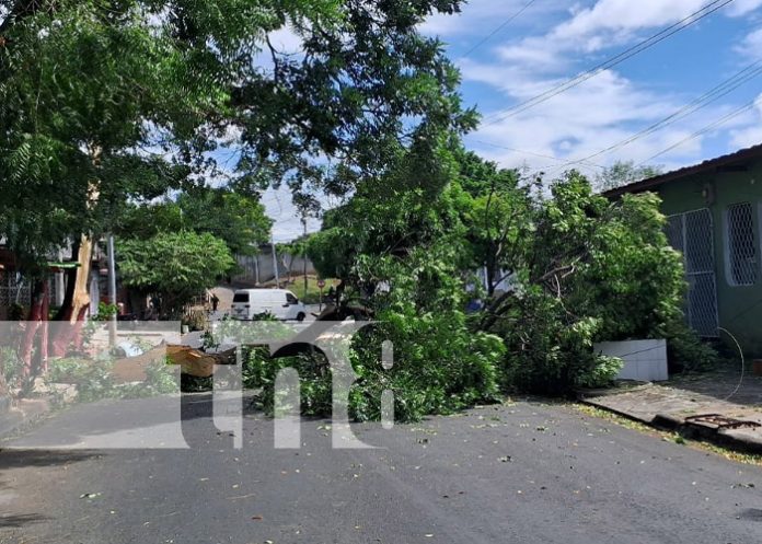 Foto: Caída de gran árbol en la Colonia 10 de Junio, Managua / TN8