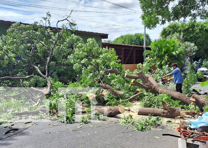 Foto: Caída de gran árbol en la Colonia 10 de Junio, Managua / TN8