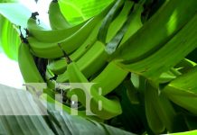 Foto: Oro verde, gran producción de plátano desde la Isla de Ometepe / TN8